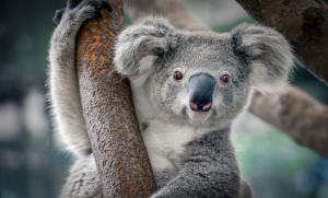 Coala Coala - uma das criaturas mais adoráveis do planeta.