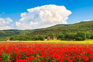 Campos de papoula da Toscana - Itália - Amantes de Flores - Destinos