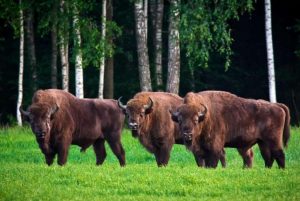 Floresta de Biatowieza - Polônia - Belarus