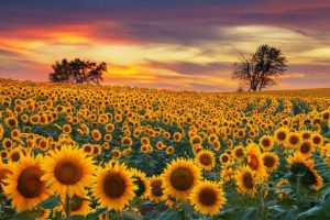 Girassóis do Kansas - Estados Unidos - Amantes de Flores - Destinos