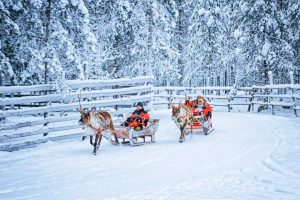 Trenós com renas - Rovaniemi - Lapônia