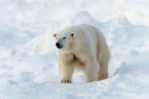Urso Polar - Ranua Wildlife Park - Ártico Selvagem